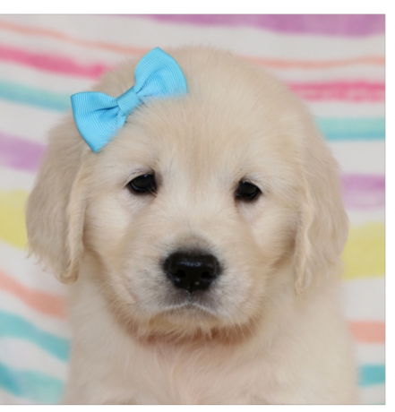 adorable-gordern-retriever-puppies-for-rehoming-big-1