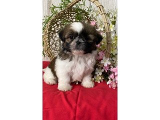Adorable Shih Tzu Puppies Looking for a Home