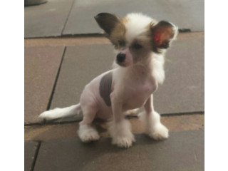 Chinese Crested Puppy For Sale