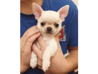 Chihuahua Puppies Kc Reg