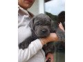 six-cane-corso-puppies-for-sale-small-0
