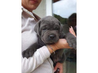 Six Cane Corso Puppies For Sale