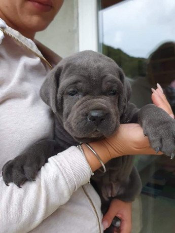 six-cane-corso-puppies-for-sale-big-0
