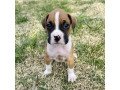 beautiful-boxer-puppies-available-small-0