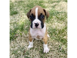 Beautiful Boxer Puppies Available