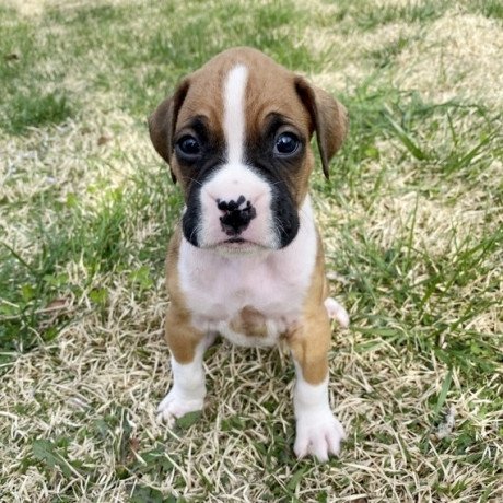 beautiful-boxer-puppies-available-big-0