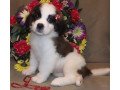 adorable-saint-bernard-puppies-for-sale-small-0
