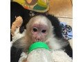 the-perfect-capuchin-monkeys-for-sale-small-0