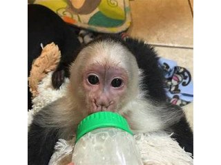 The Perfect Capuchin monkeys  for sale