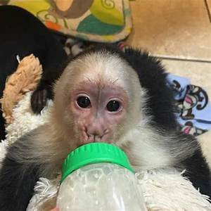 the-perfect-capuchin-monkeys-for-sale-big-0