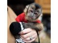 the-capuchin-monkeys-small-0