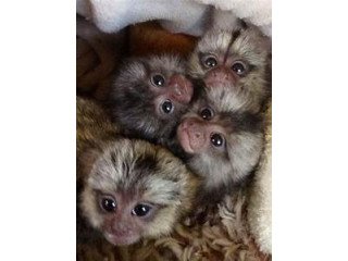 Girls and boys  Capuchin monkeys are available,