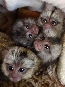 girls-and-boys-capuchin-monkeys-are-available-big-0