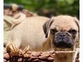 pug-puppies-ready-now-small-0