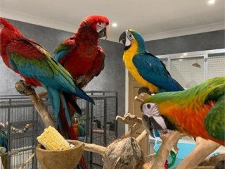 Talking macaw parrots