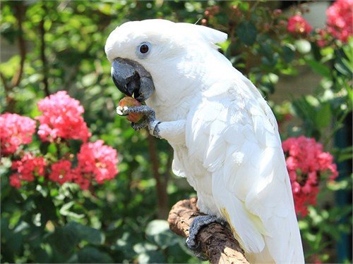 gorgeous-cockatoos-birds-big-0