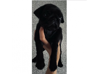 Pug puppies ready to leave reduced