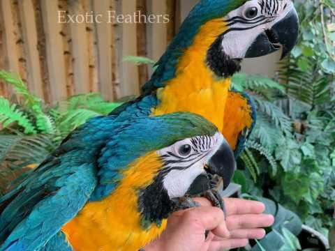 hand-reared-blue-gold-macaws-parrots-for-sale-big-1