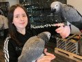 hand-reared-african-grey-parrots-for-sale-small-1