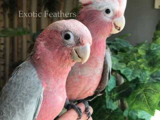 Gorgeous Hand Reared Galah Cockatoos For Sale.