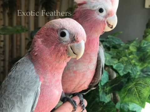 gorgeous-hand-reared-galah-cockatoos-for-sale-big-0