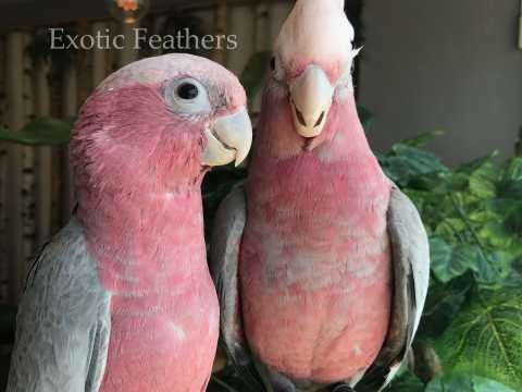 gorgeous-hand-reared-galah-cockatoos-for-sale-big-1