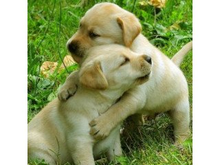 2 Cute Golden retriever Puppies for adoption