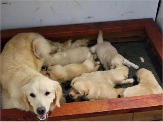 Very home traned golden retreiver puppies