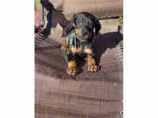 Doberman pincher puppies available