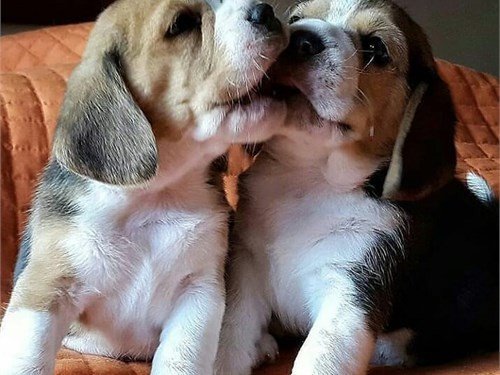 beautifull-beagle-puppies-big-0