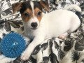 jack-russell-pups-small-0
