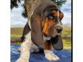 adorable-kc-registered-basset-hound-puppies-small-0