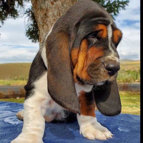 adorable-kc-registered-basset-hound-puppies-big-0
