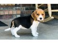 beautiful-tri-color-beagle-puppies-small-0