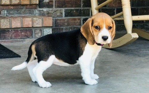 beautiful-tri-color-beagle-puppies-big-0