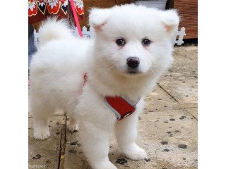 Samoyed Puppies Available now
