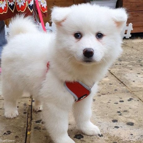 samoyed-puppies-available-now-big-0