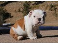 outstanding-english-buldog-puppies-for-sell-small-0