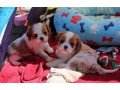 kc-cavalier-king-charles-puppies-for-sale-small-0