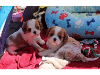 Healthy Cavalier King Charles Spaniel Puppies For Sale