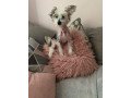 kc-reg-chinese-crested-small-0
