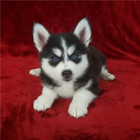friendly-pomsky-puppies-for-new-homes-big-0