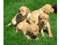 yellow-white-brown-lab-puppies-for-sale-small-0
