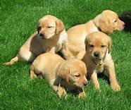 yellow-white-brown-lab-puppies-for-sale-big-0