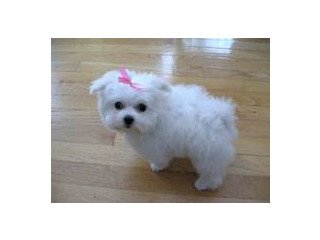 Cute little Jasmine Maltese puppies with siblings for sale