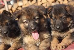 pleasant-healthyexcellen-hip-elbow-score-pure-german-shepherd-puppies-for-sale-big-0