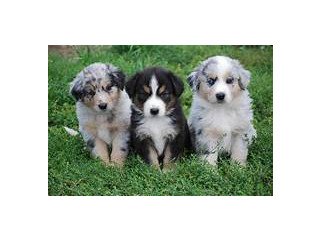 Brave nice family raised Australian Shepherd puppies for sale