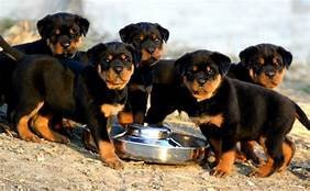 very-healthy-bloodlines-and-socialize-rottweiler-puppies-for-sale-big-0