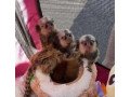 marmoset-monkeys-small-0