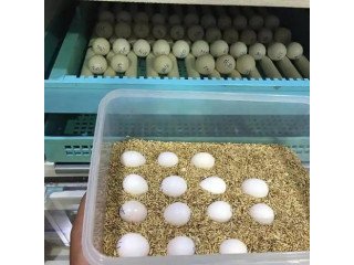 IExotic Parrots Eggs For Sale +447440524997